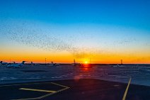 Flock of starlings at Nice airport during sunrise - France 01 Flock of starlings at Nice airport during sunrise - France 01.jpg