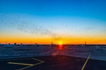Flock of starlings at Nice airport during sunrise - France 02 Flock of starlings at Nice airport during sunrise - France 02.jpg