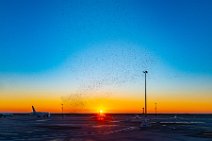 Flock of starlings at Nice airport during sunrise - France 04 Flock of starlings at Nice airport during sunrise - France 04.jpg