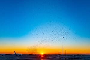 06 SPECIAL - FLOCK OPF BIRDS AT NICE AIRPORT