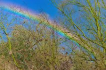 RAINBOW and trees - Troisdorf - Germany RAINBOW and trees - Troisdorf - Germany.jpg