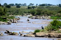 MARA RIVER - MASAI MARA - KENYA 9