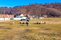 Sheppard with sheeps - between Busteni and Bran - Romania Sheppard with sheeps - between Busteni and Bran - Romania.jpg