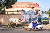 Cow and womand on a scooter - Bangalore - India Cow and womand on a scooter - Bangalore - India.jpg