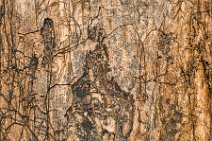 HDR - Overgrown tree bark - Mondorf - Germany 1 HDR - Overgrown tree bark - Mondorf - Germany 1.jpg