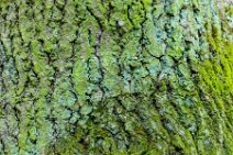 Mossy tree bark - Troisdorf - Germany Mossy tree bark - Troisdorf - Germany.jpg