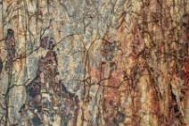 Overgrown tree bark - Mondorf - Germany 1 Overgrown tree bark - Mondorf - Germany 1.JPG