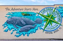 Crystal River Wall Painting with manatees - Florida - USA 1 Crystal River Wall Painting with manatees - Florida - USA 1.jpg