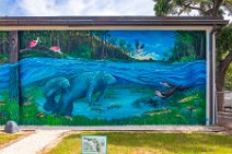 Manatee Wall Painting in Crystal River - Florida - USA 2 Manatee Wall Painting in Crystal River - Florida - USA 2.jpg
