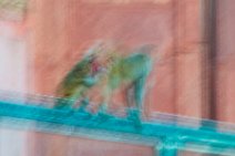 PHOTO ART - monkeys at the TAJ MAHAL - AGRA - INDIA PHOTO ART - monkeys at the TAJ MAHAL - AGRA - INDIA.jpg