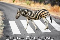 PHOTOART - Double Zebra crossing - Pilnesberg Nationalpark - South Africa Zebra crossing - Pilnesberg Nationalpark - South Africa.JPG