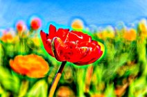 PHOTOART - Red tulip blossom - Germany 1 PHOTOART - Red tulip blossom - Germany 1.jpg