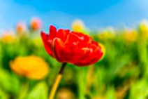 PHOTOART - Red tulip blossom - Germany 2 PHOTOART - Red tulip blossom - Germany 2.jpg