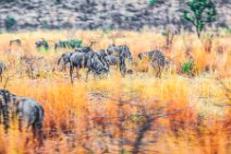 PHOTOART - Wilderbeasts - Pilanesberg Nationalpark - South Africa PHOTOART - Wilderbeasts - Pilanesberg Nationalpark - South Africa.JPG