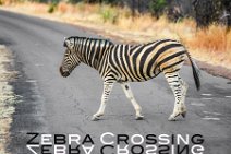 PHOTOART - Zebra crossing - Pilnesberg Nationalpark - South Africa Zebra crossing - Pilnesberg Nationalpark - South Africa.JPG