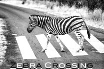 PHOTOART MONOCHROME - Double Zebra crossing - Pilnesberg Nationalpark - South Africa-Wiederhergestellt 2 Zebra crossing - Pilnesberg Nationalpark - South Africa.JPG