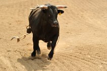 20110708_234146_Calgary_Stampede_RODEO_2