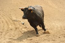 20110708_234147_Calgary_Stampede_RODEO