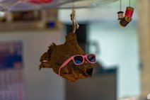Fish with sunglasses - Germany Fish with sunglasses - Germany.jpg
