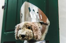 HDR - pet in knights armour - Bernkastel Kues - Germany 2 HDR - pet in knights armour - Bernkastel Kues - Germany 2.jpg