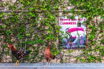 Rooster and chicken in a garden of a bar - Ybor City - Tampa - Florida - USA 2 Rooster and chicken in a garden of a bar - Ybor City - Tampa - Florida - USA 2.jpg