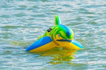 SHARK IN RIVER RHINE SHARK IN RIVER RHINE.jpg