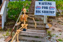 Waiting for Big Shrimp - Jensens Marina - Captiva Island - Florida - USA 01 Waiting for Big Shrimp - Jensens Marina - Captiva Island - Florida - USA 01.jpg