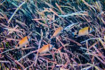 Underwater -fishes around Sardinia - Sardinia - Italy 01 Underwater -fishes around Sardinia - Sardinia - Italy 01.jpg