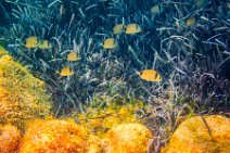 Underwater -fishes around Sardinia - Sardinia - Italy 55 Underwater -fishes around Sardinia - Sardinia - Italy 55.jpg