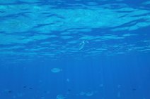 Underwater -fishes in the blue sea - Sardinia - Italy 10 Underwater -fishes in the blue sea - Sardinia - Italy 10.jpg