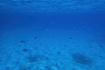 Underwater -fishes in the blue sea - Sardinia - Italy 11 Underwater -fishes in the blue sea - Sardinia - Italy 11.jpg