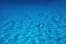 Underwater -fishes in the blue sea - Sardinia - Italy 12 Underwater -fishes in the blue sea - Sardinia - Italy 12.jpg
