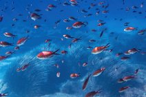 Underwater -fishes in the blue sea - Sardinia - Italy 13 Underwater -fishes in the blue sea - Sardinia - Italy 13.jpg