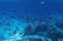 Underwater -fishes in the blue sea - Sardinia - Italy 14 Underwater -fishes in the blue sea - Sardinia - Italy 14.jpg