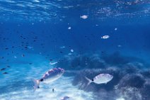 Underwater -fishes in the blue sea - Sardinia - Italy 15 Underwater -fishes in the blue sea - Sardinia - Italy 15.jpg