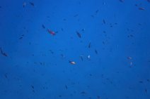 Underwater -fishes in the blue sea - Sardinia - Italy 16 Underwater -fishes in the blue sea - Sardinia - Italy 16.jpg
