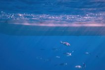 Underwater -fishes in the blue sea - Sardinia - Italy 17 Underwater -fishes in the blue sea - Sardinia - Italy 17.jpg
