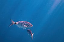 Underwater -fishes in the blue sea - Sardinia - Italy 18 Underwater -fishes in the blue sea - Sardinia - Italy 18.jpg