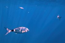 Underwater -fishes in the blue sea - Sardinia - Italy 19 Underwater -fishes in the blue sea - Sardinia - Italy 19.jpg
