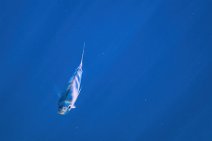 Underwater -fishes in the blue sea - Sardinia - Italy 20 Underwater -fishes in the blue sea - Sardinia - Italy 20.jpg