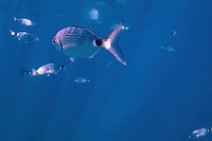 Underwater -fishes in the blue sea - Sardinia - Italy 21 Underwater -fishes in the blue sea - Sardinia - Italy 21.jpg