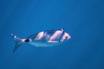 Underwater -fishes in the blue sea - Sardinia - Italy 22 Underwater -fishes in the blue sea - Sardinia - Italy 22.jpg