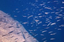 Underwater -fishes in the blue sea - Sardinia - Italy 23 Underwater -fishes in the blue sea - Sardinia - Italy 23.jpg
