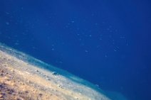 Underwater -fishes in the blue sea - Sardinia - Italy 24 Underwater -fishes in the blue sea - Sardinia - Italy 24.jpg
