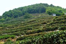 20110517_054543_Longjiang Longjiang (bei Hangzhou, China): Anbaugebiet des Drachenbrunnentees - Longjiang (near Hangzhou, China): plantages of the Dragon Well Tea (Longjiang Cha)