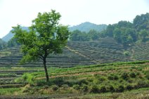 20110517_064352_Longjiang Longjiang (bei Hangzhou, China): Anbaugebiet des Drachenbrunnentees - Longjiang (near Hangzhou, China): plantages of the Dragon Well Tea (Longjiang Cha)