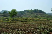 20110517_064537_Longjiang Longjiang (bei Hangzhou, China): Anbaugebiet des Drachenbrunnentees - Longjiang (near Hangzhou, China): plantages of the Dragon Well Tea (Longjiang Cha)