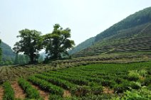 20110517_064726_Longjiang Longjiang (bei Hangzhou, China): Anbaugebiet des Drachenbrunnentees - Longjiang (near Hangzhou, China): plantages of the Dragon Well Tea (Longjiang Cha)