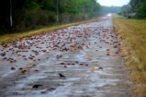 20160417_165337_HELLOWEEN_CRAB_migration_near_PLAYA_LARGA_Cuba