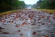 20160417_165405_HELLOWEEN_CRAB_migration_near_PLAYA_LARGA_Cuba